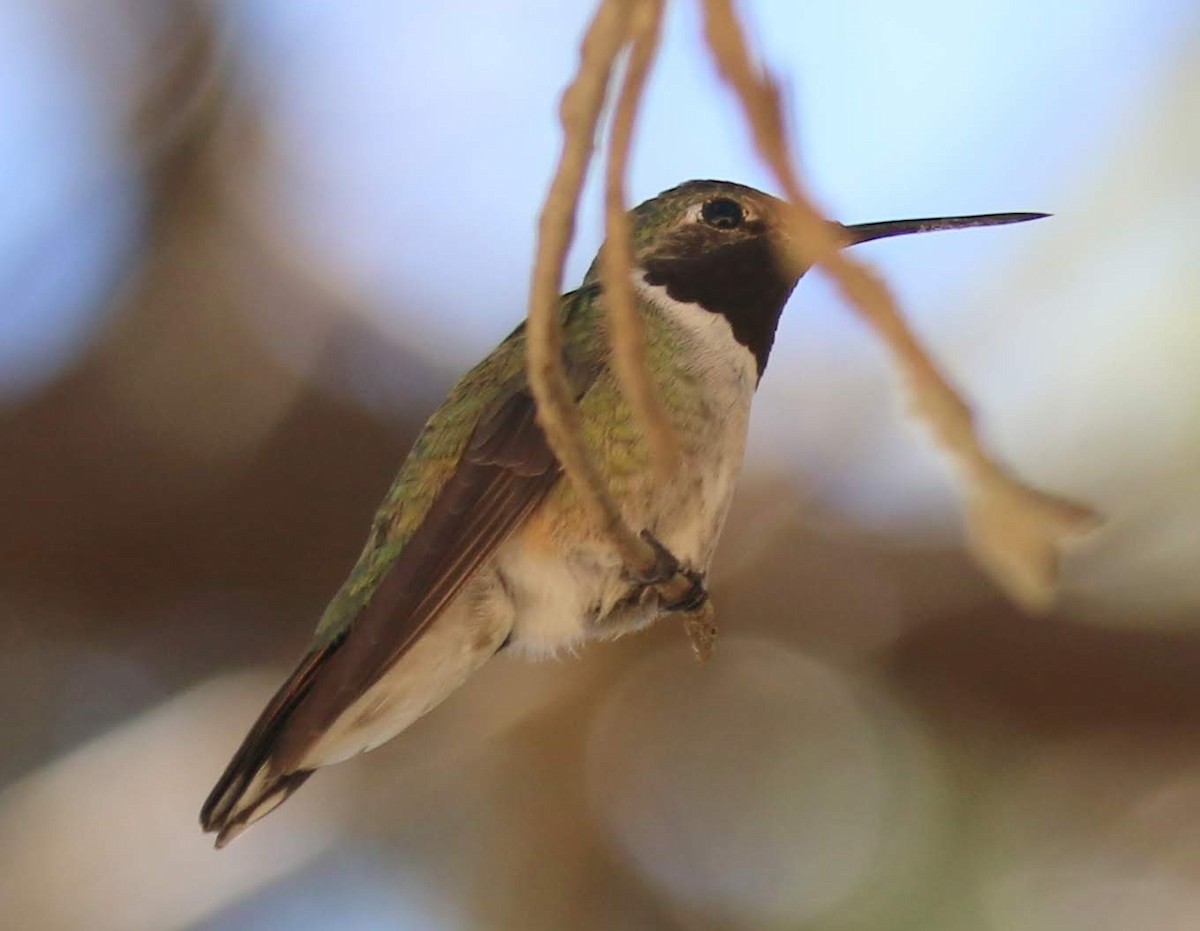 Broad-tailed Hummingbird - ML237078151