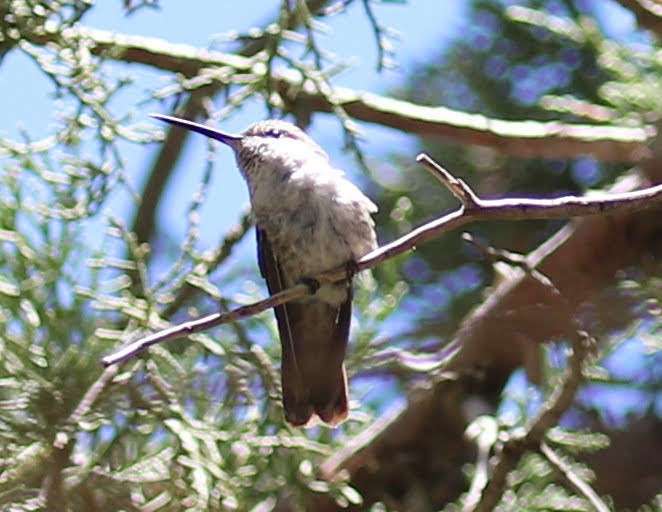 Broad-tailed Hummingbird - ML237078241