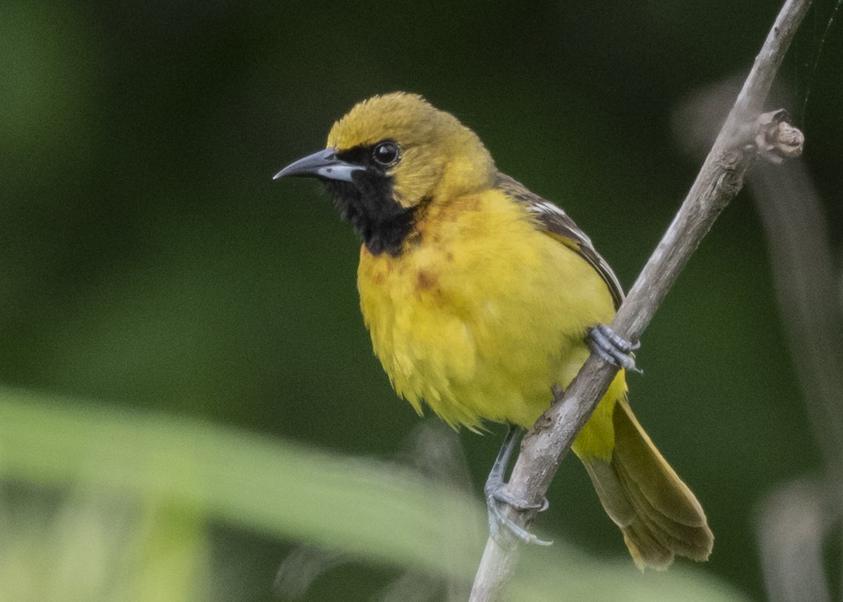 Orchard Oriole - ML237082441
