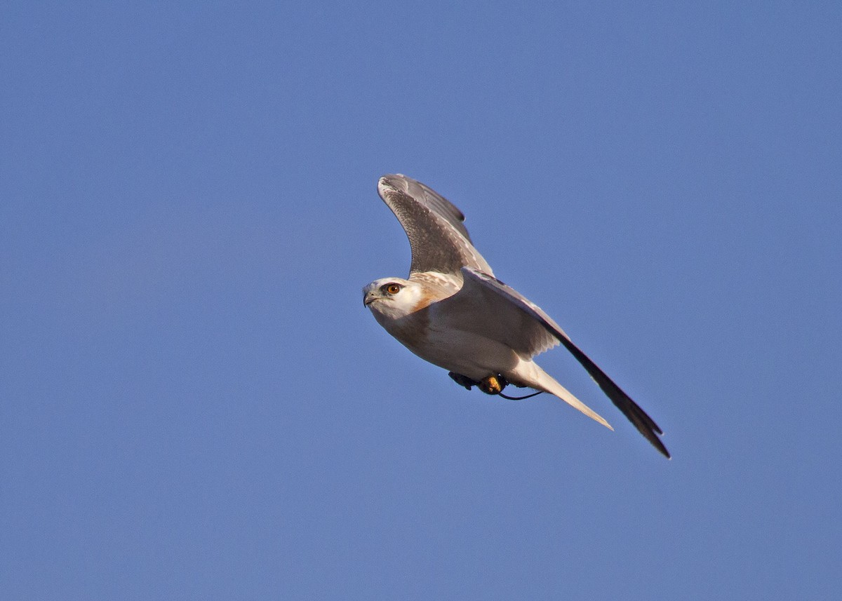 Black-shouldered Kite - Stephen Murray