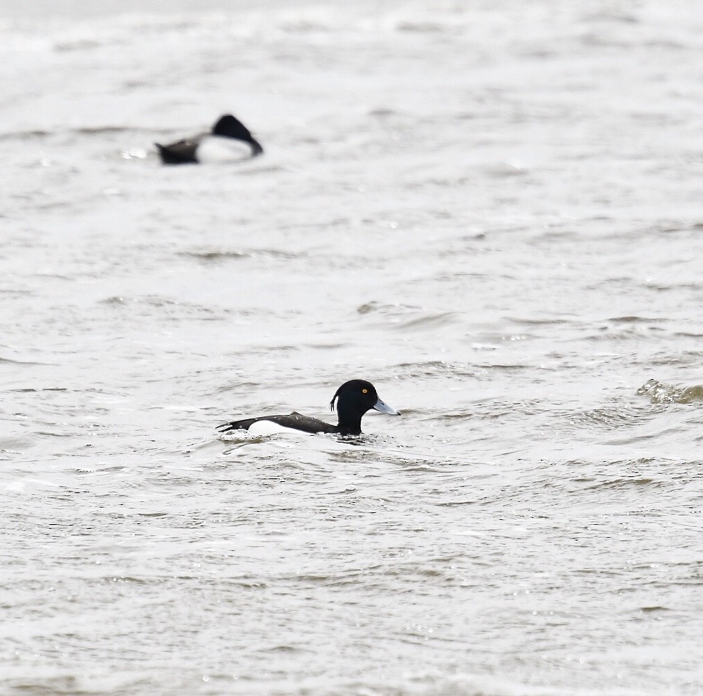 Tufted Duck - ML237096791