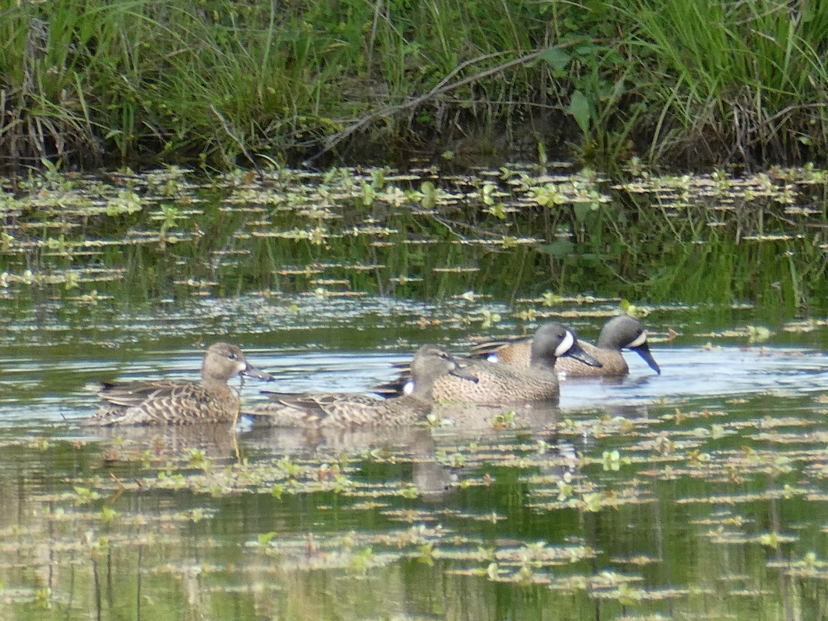 Blue-winged Teal - ML237097831