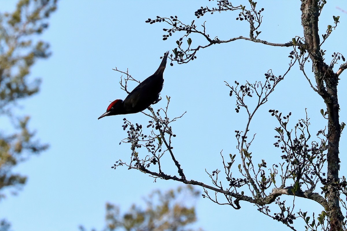Black Woodpecker - Marie Stridh