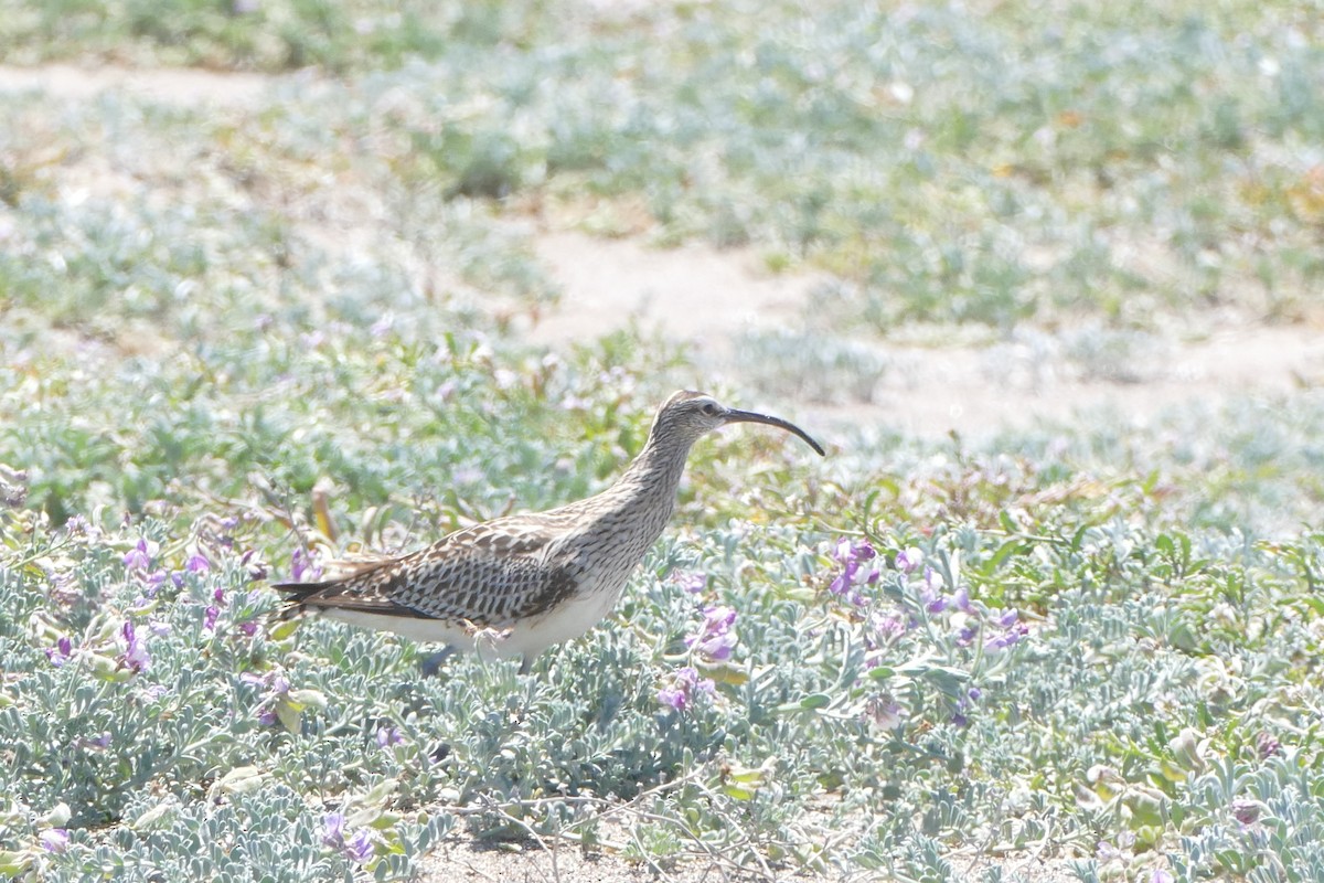 Bristle-thighed Curlew - ML237100981
