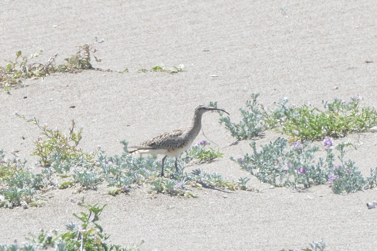 Bristle-thighed Curlew - ML237100991