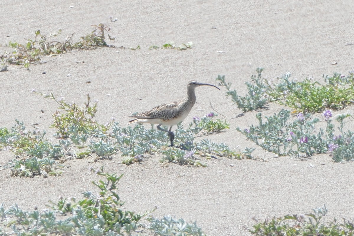 Bristle-thighed Curlew - ML237101001