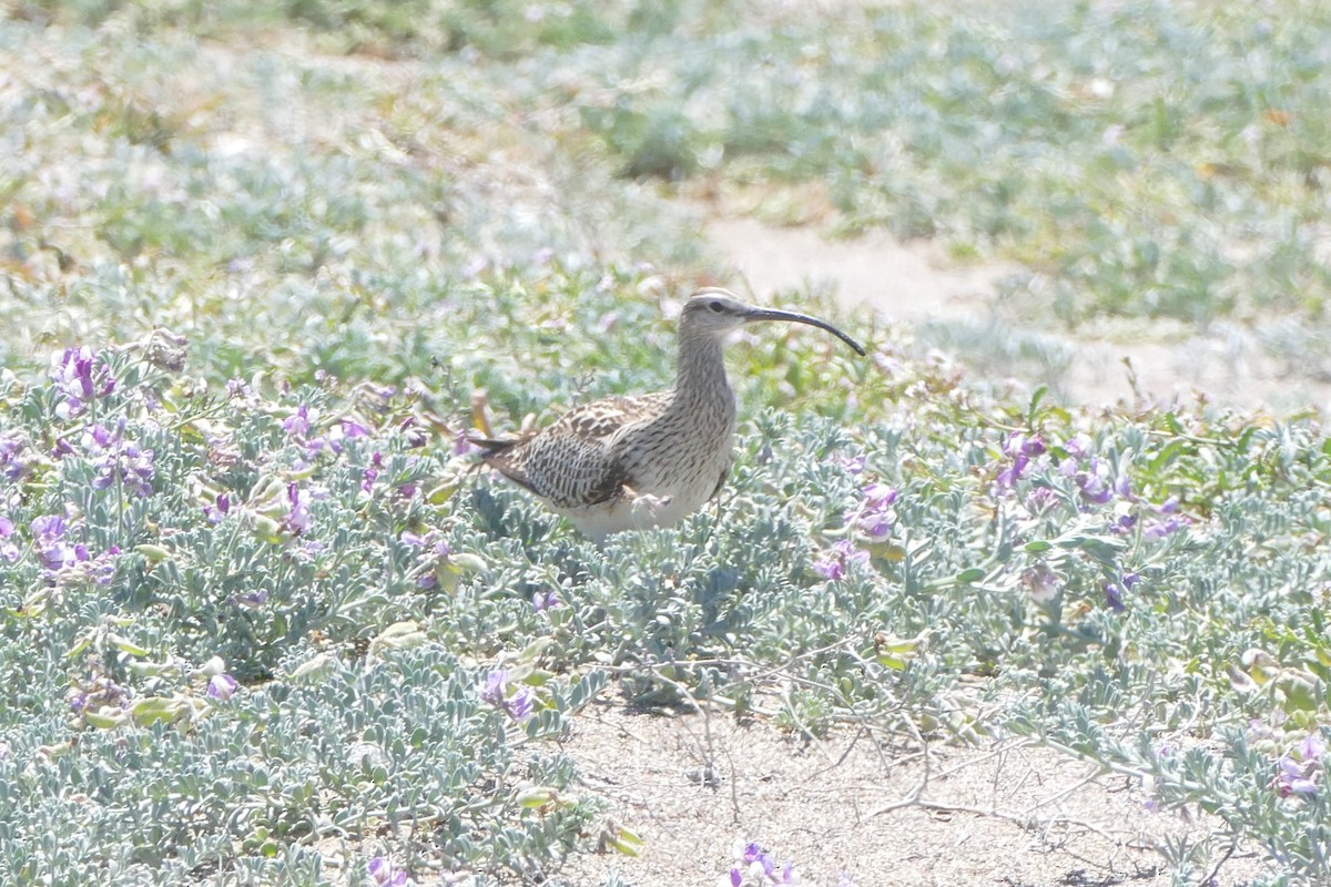 Bristle-thighed Curlew - ML237101011