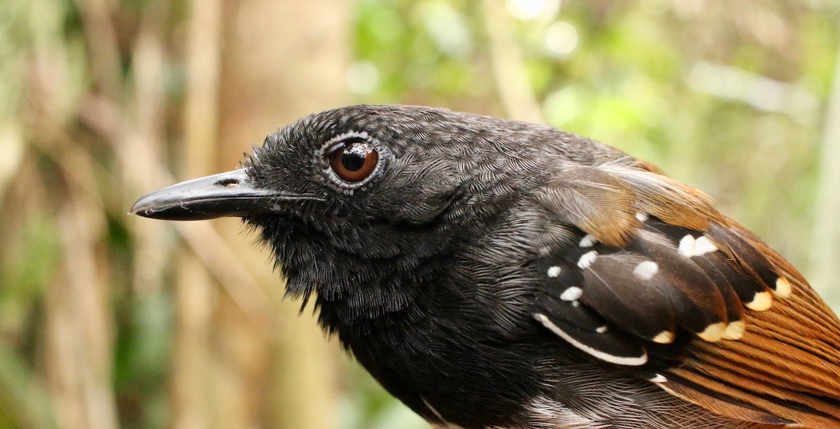 Chestnut-tailed Antbird - ML237101581