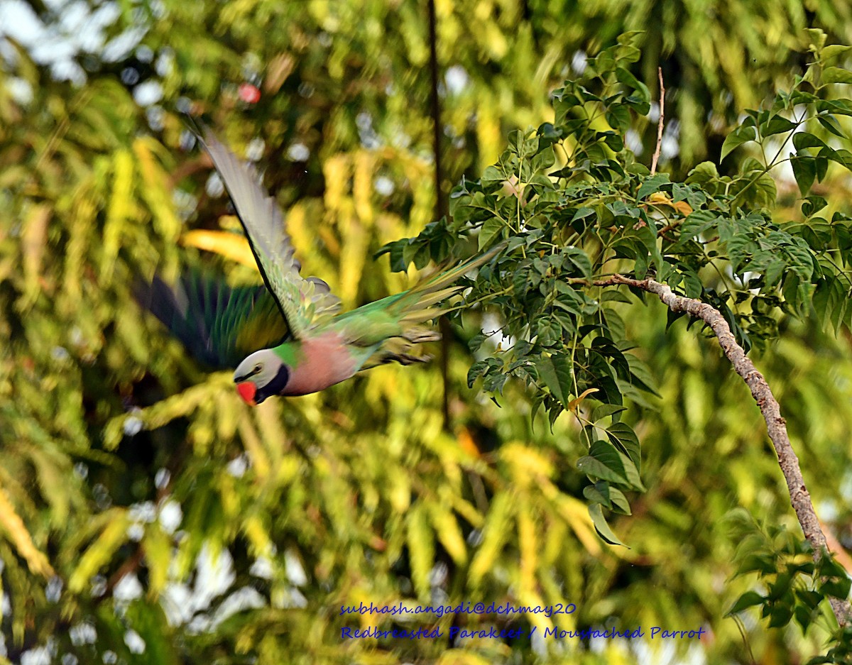 Red-breasted Parakeet - Subhash Angadi