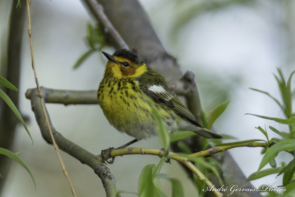 Cape May Warbler - André Gervais