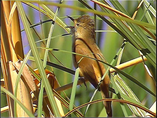 Australian Reed Warbler