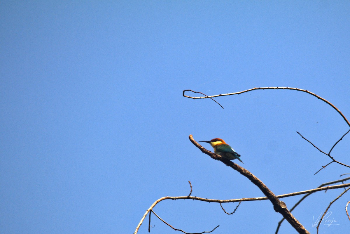 Chestnut-headed Bee-eater - Renjith V J