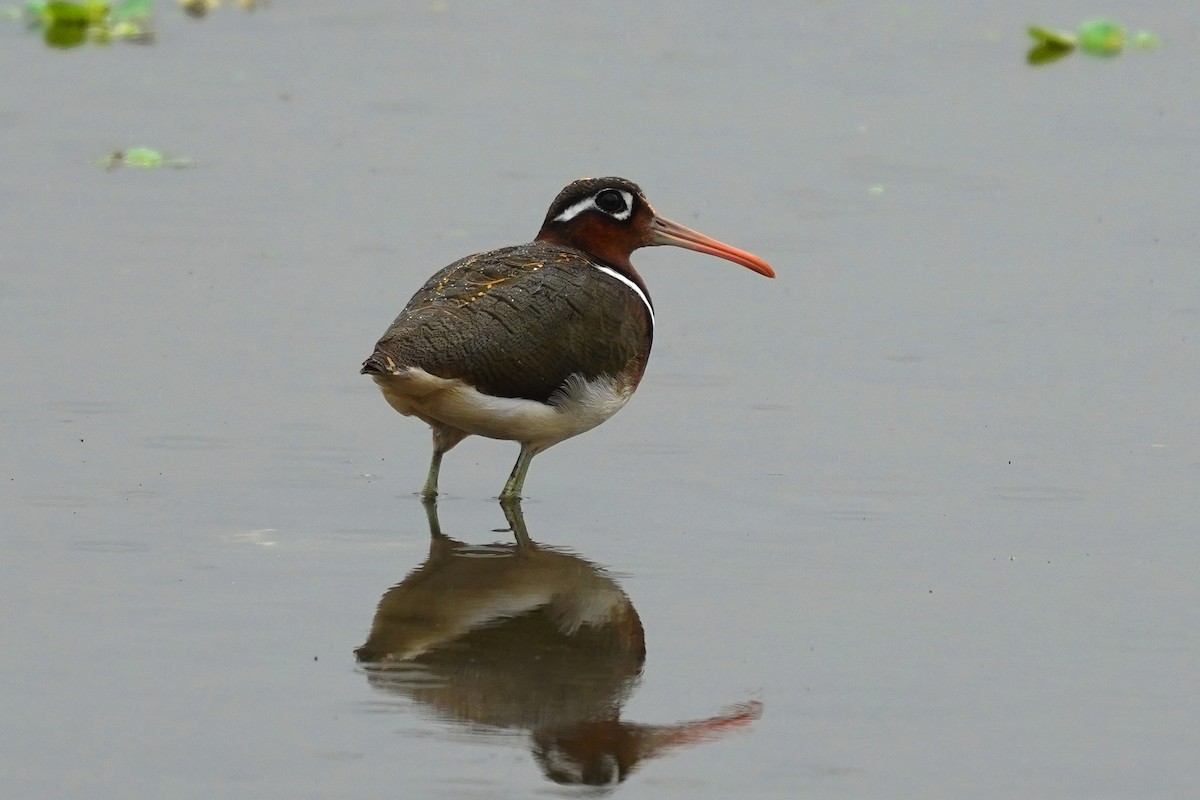 Greater Painted-Snipe - ML237112841