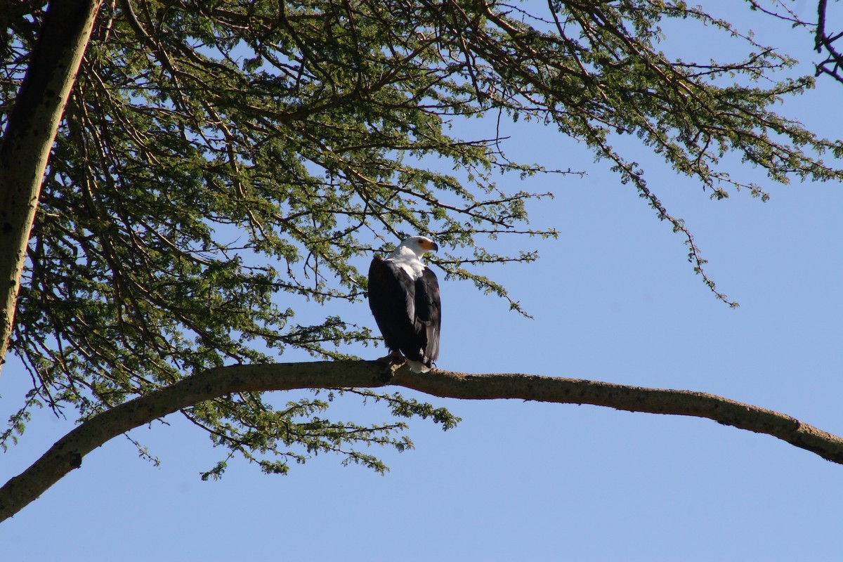 African Fish-Eagle - ML237114521