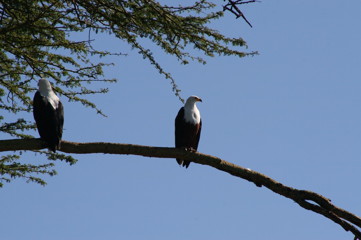 African Fish-Eagle - ML237114691