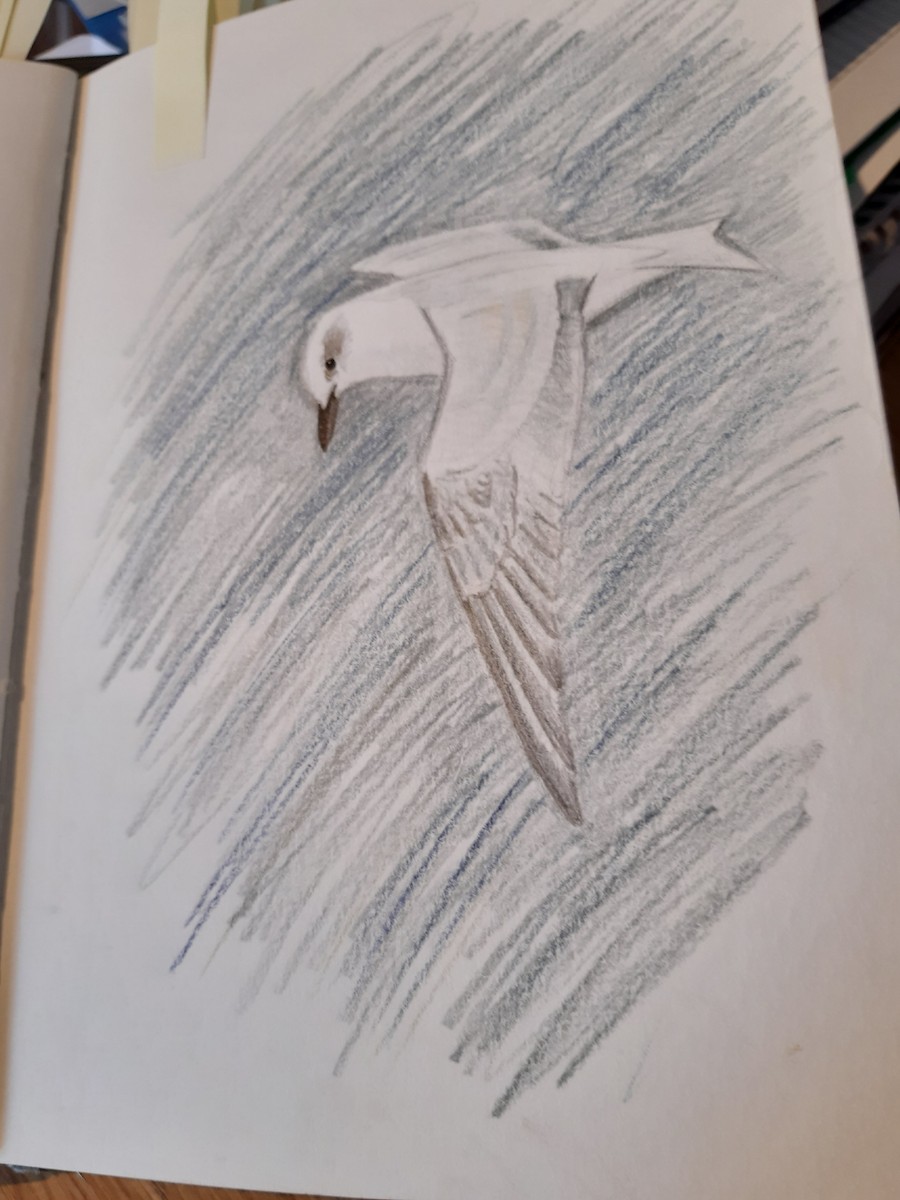 Gull-billed Tern - Su Delve