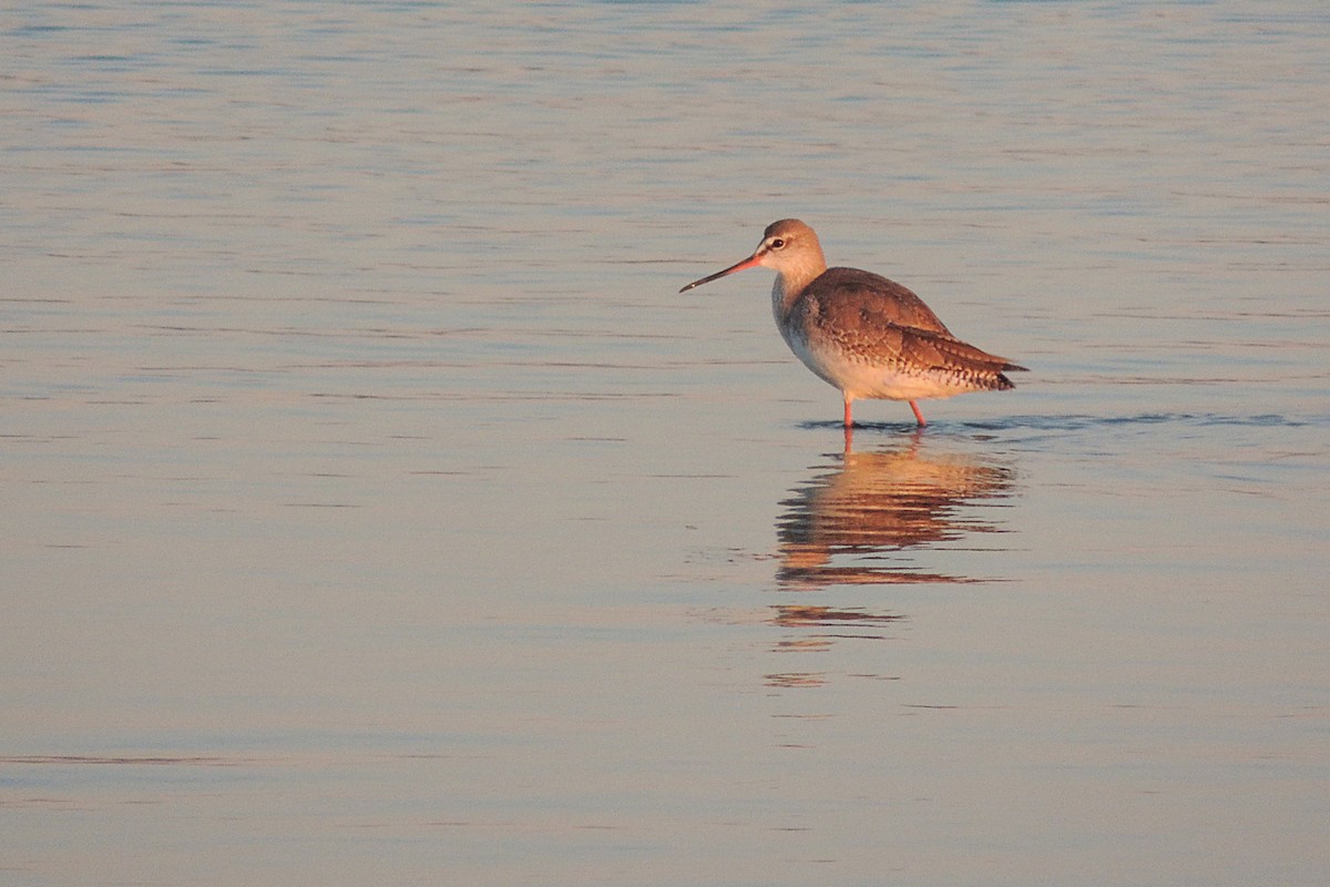Spotted Redshank - ML237117541