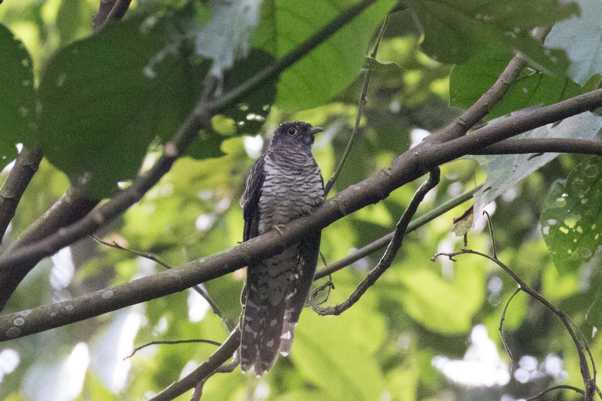 Red-chested Cuckoo - ML237118151