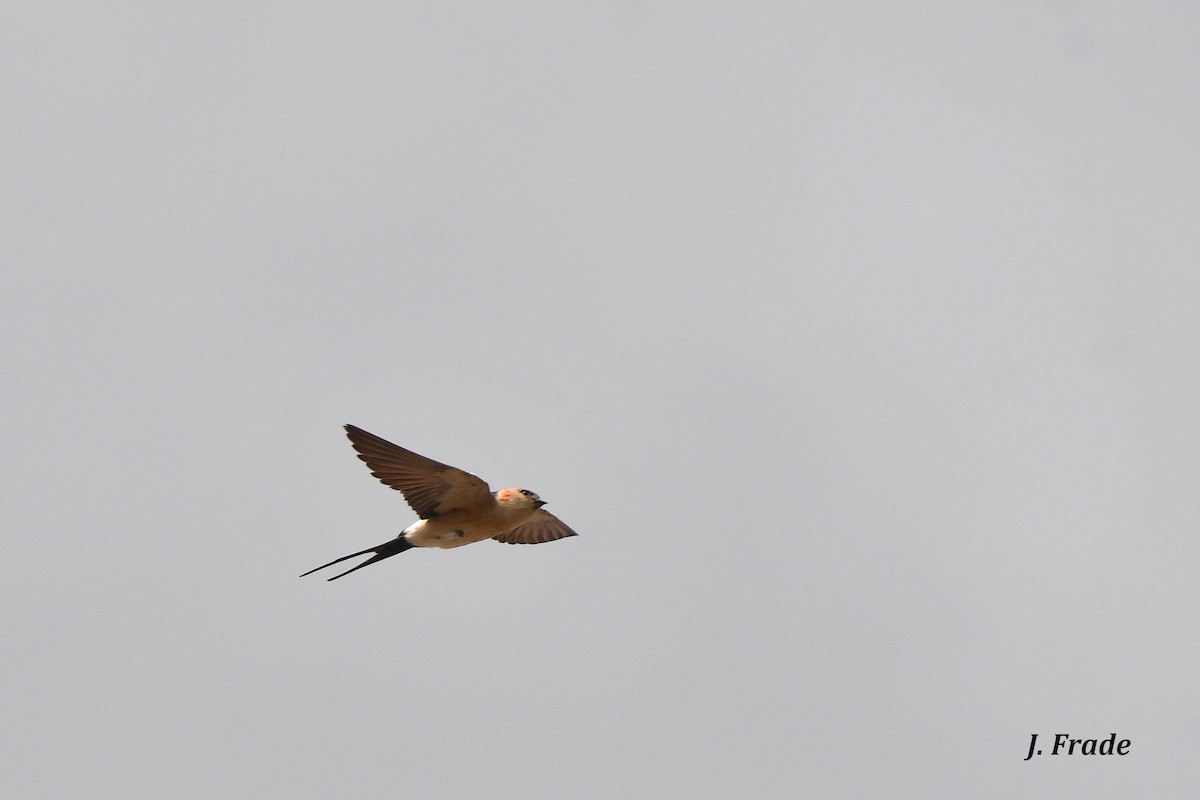 Red-rumped Swallow - ML237121551