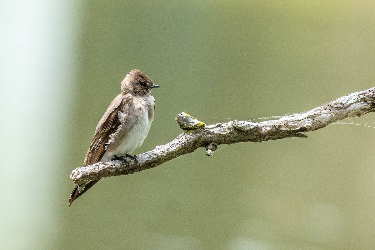 Northern Rough-winged Swallow - Lisa Nasta