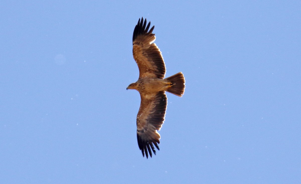 Spanish Eagle - Daniel López-Velasco | Ornis Birding Expeditions