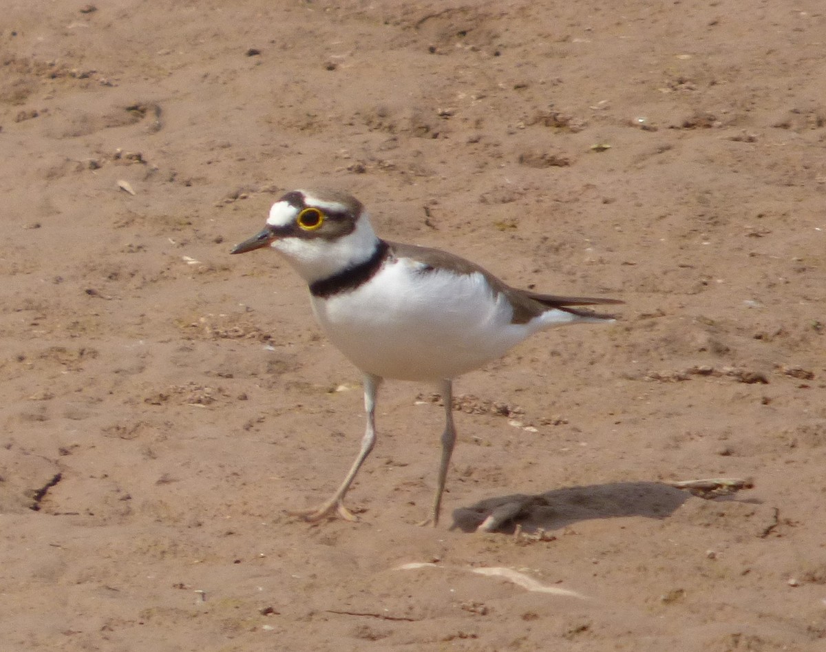 Little Ringed Plover - Roy Kasius