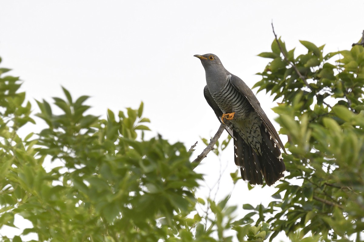 Common Cuckoo - Chun Fai LO