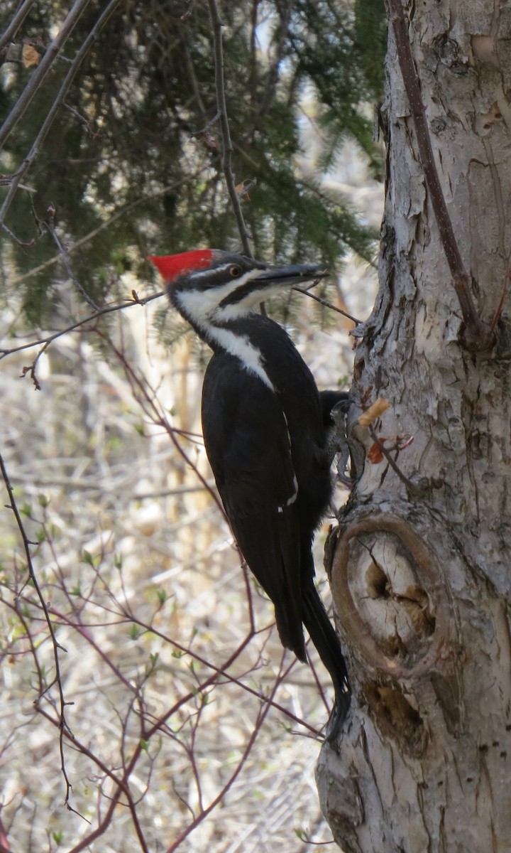 Pileated Woodpecker - ML237134731