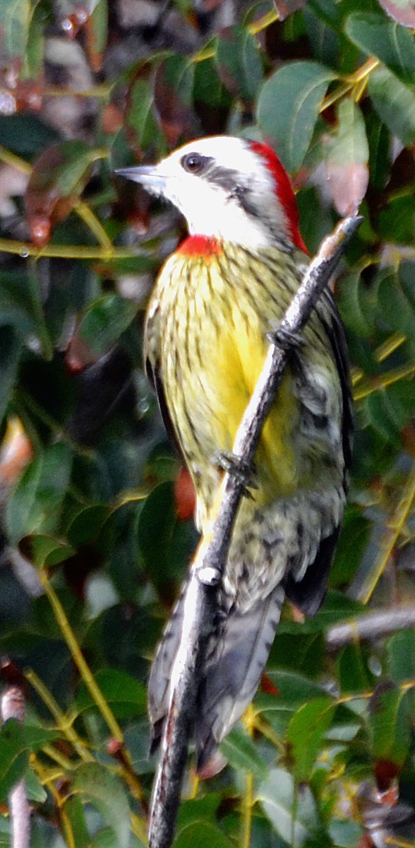 Cuban Green Woodpecker - ML23714191
