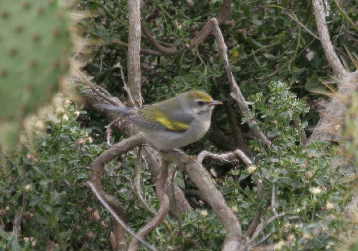 Golden-winged Warbler - SBA County Historical Records