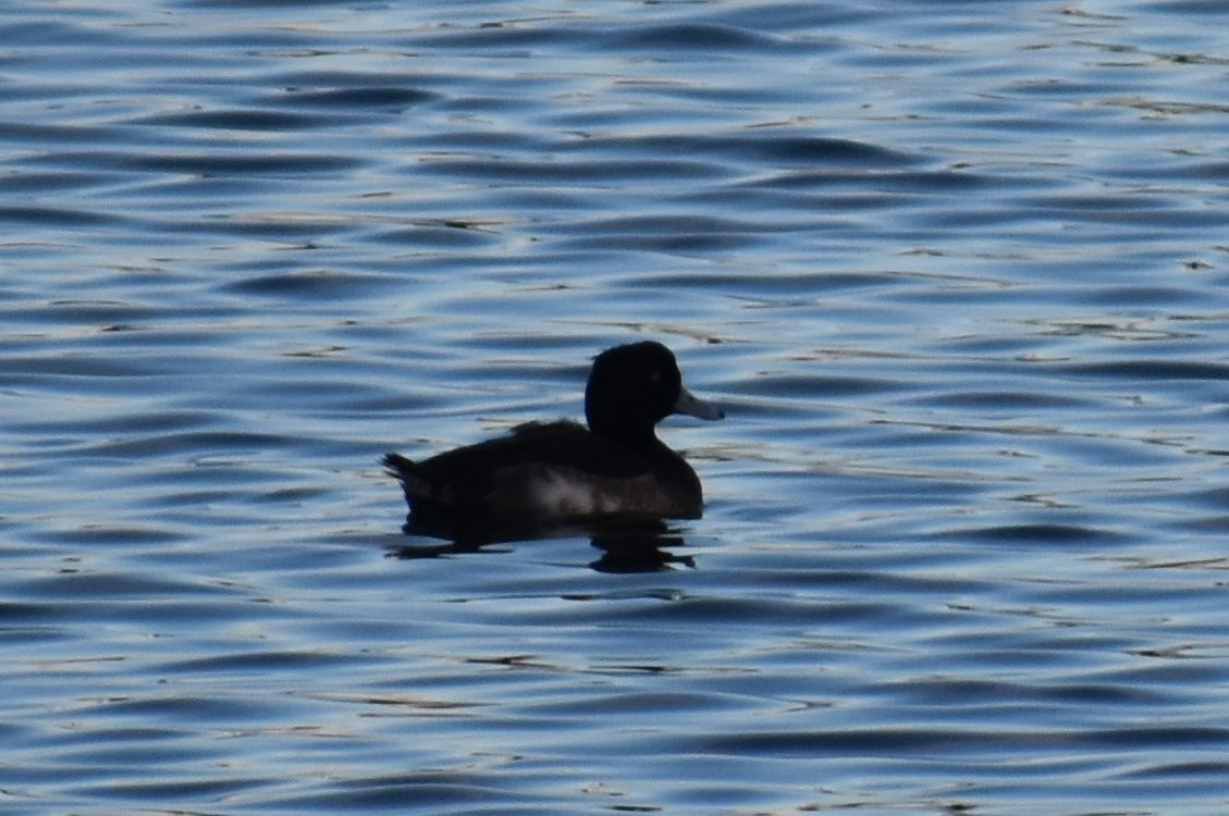 Tufted Duck - ML237148871