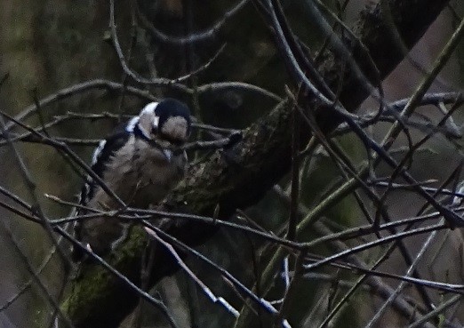 Lesser Spotted Woodpecker - Ralph Akkermans