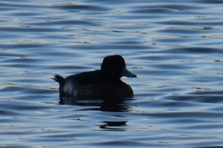 Tufted Duck - ML237148891