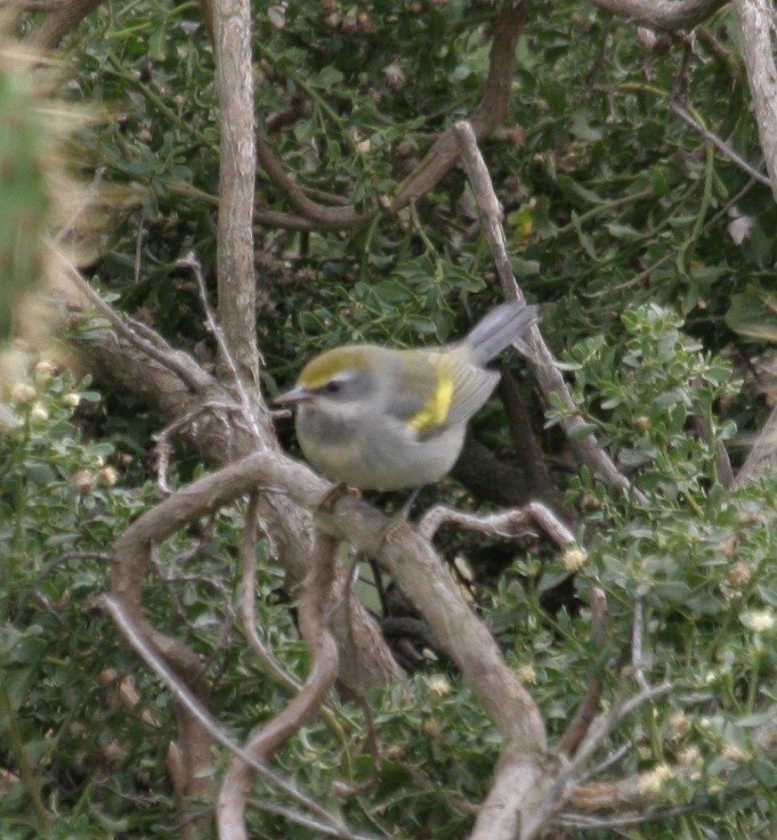 Golden-winged Warbler - SBA County Historical Records