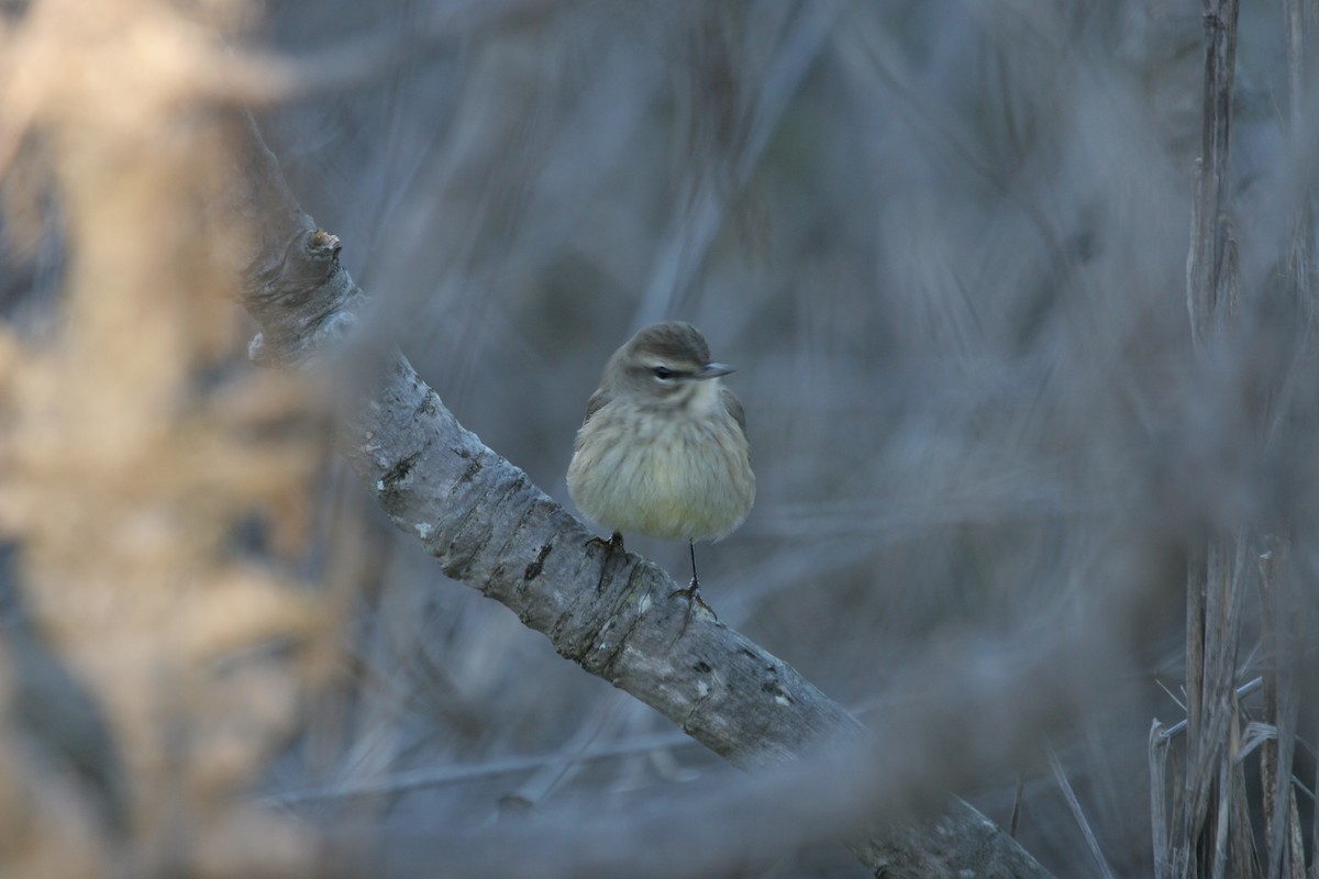 Palm Warbler - SBA County Historical Records