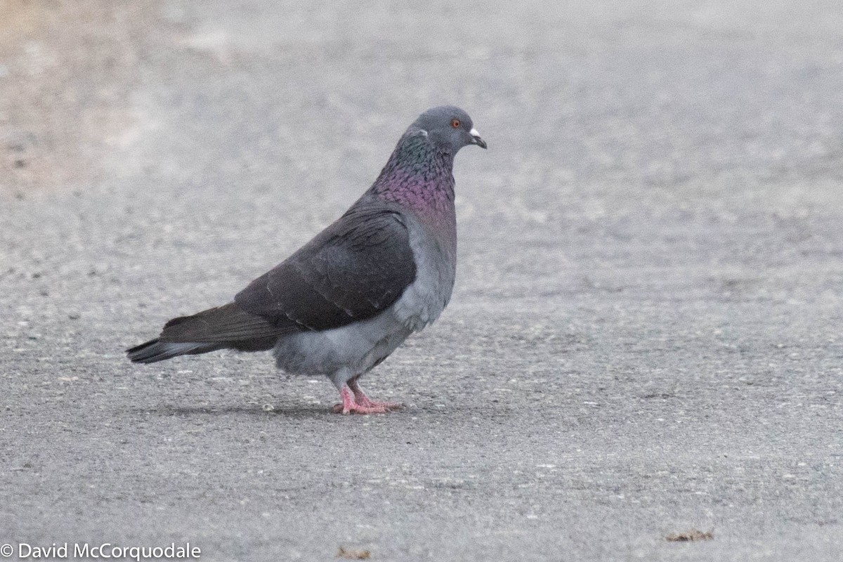 Rock Pigeon (Feral Pigeon) - ML237150421