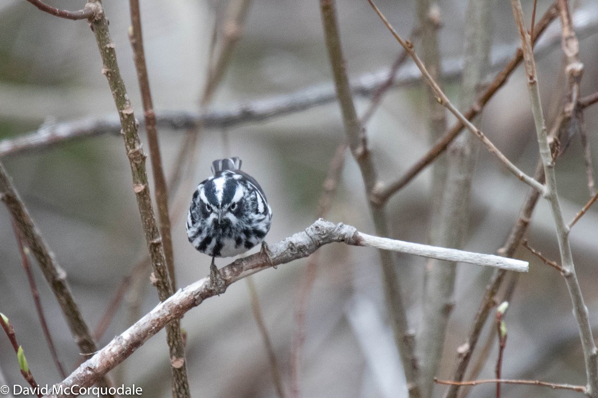 Black-and-white Warbler - ML237150481