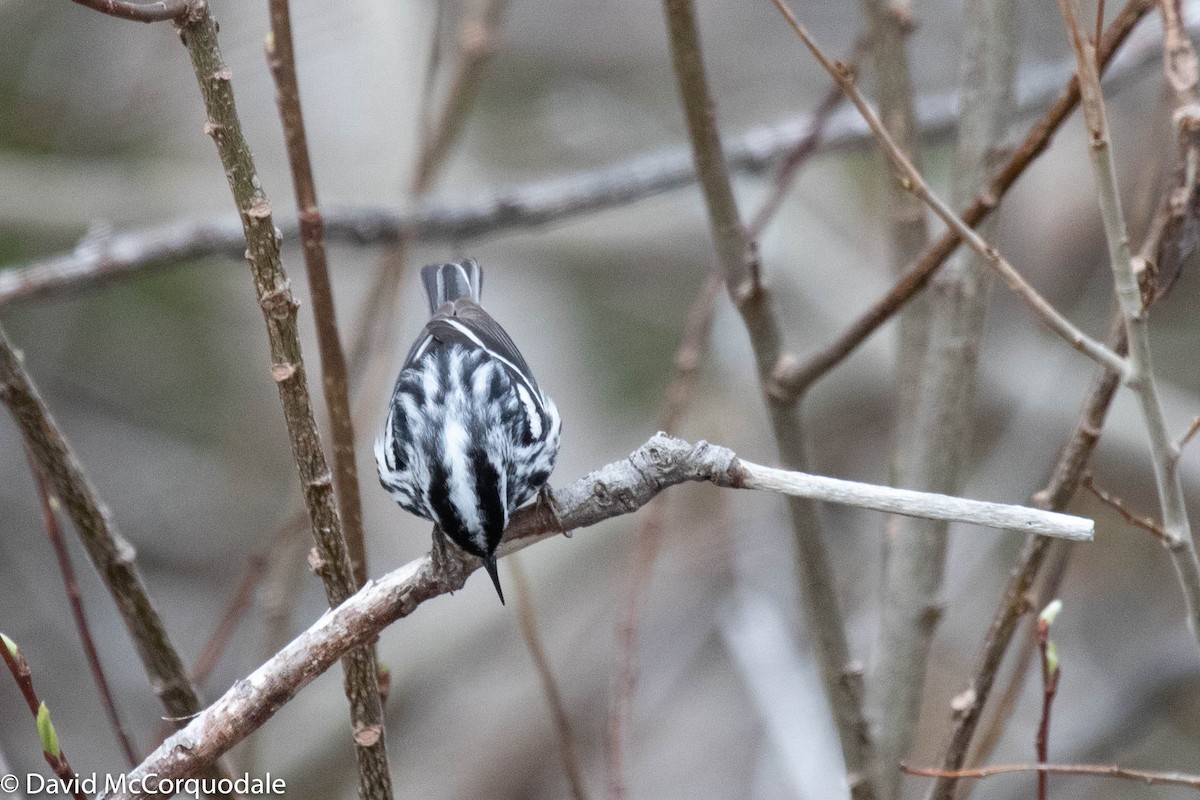 Black-and-white Warbler - ML237150511