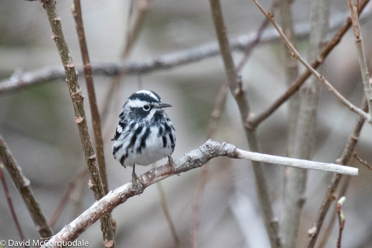 Black-and-white Warbler - ML237150521