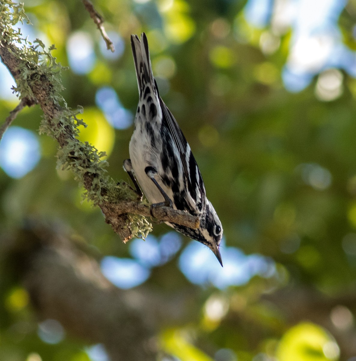 Black-and-white Warbler - Mark and Holly Salvato