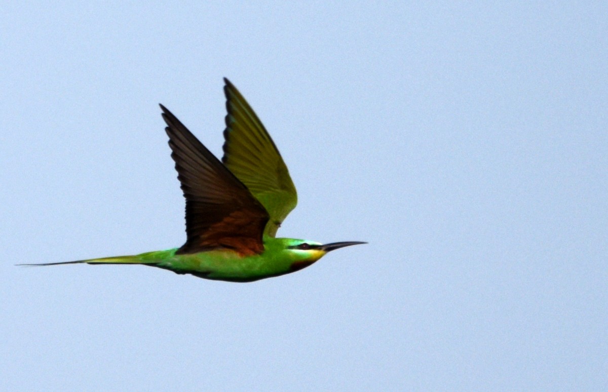 Blue-cheeked Bee-eater - Savithri Singh