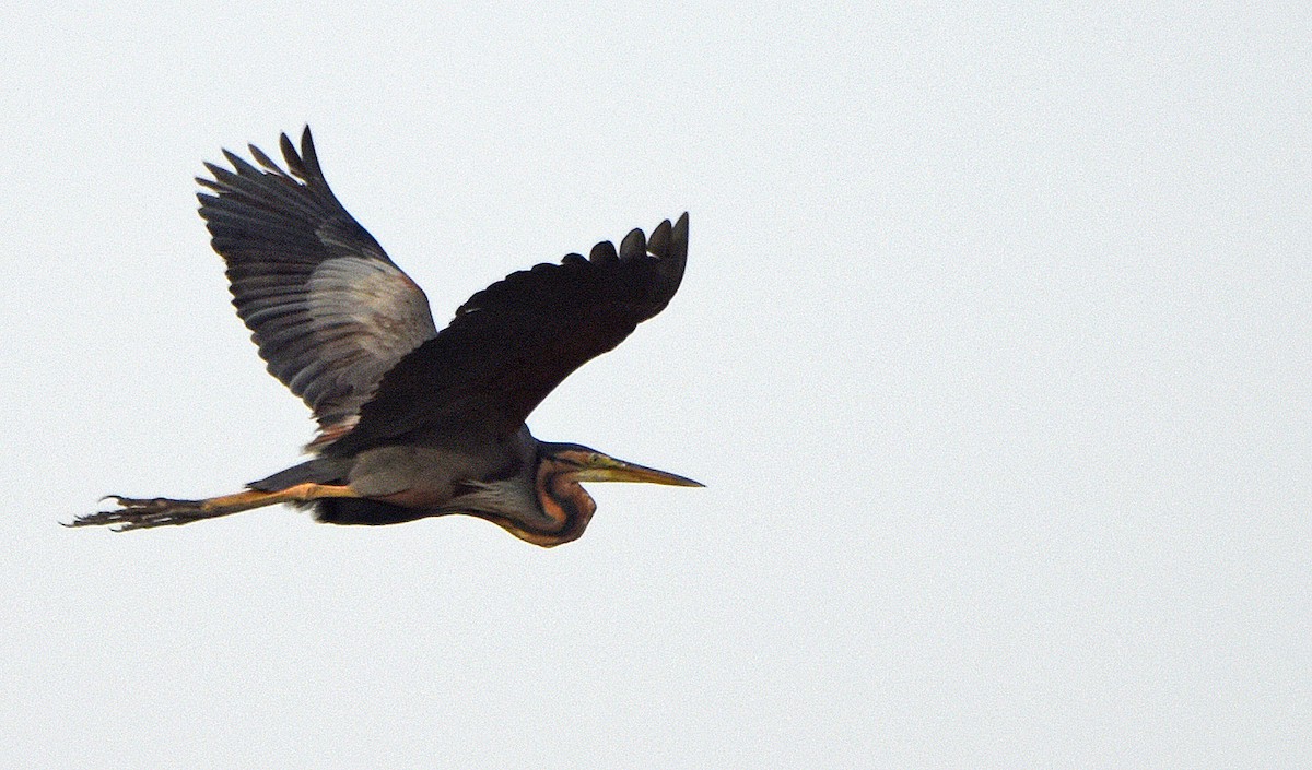 Purple Heron - Savithri Singh