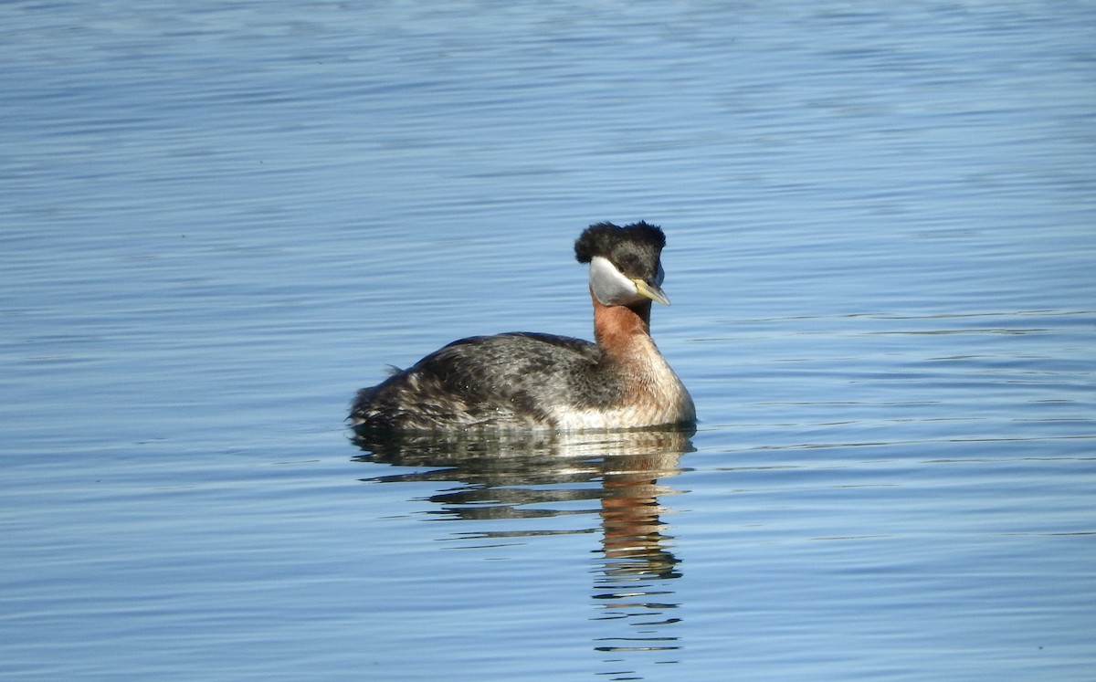 Red-necked Grebe - ML237156811