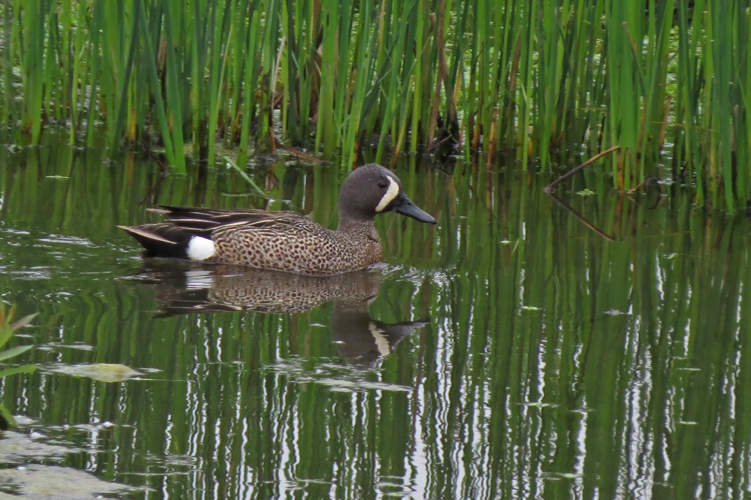 Blue-winged Teal - ML237161571