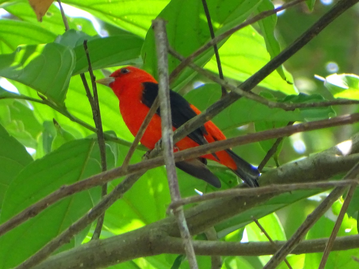 Scarlet Tanager - ML237165801