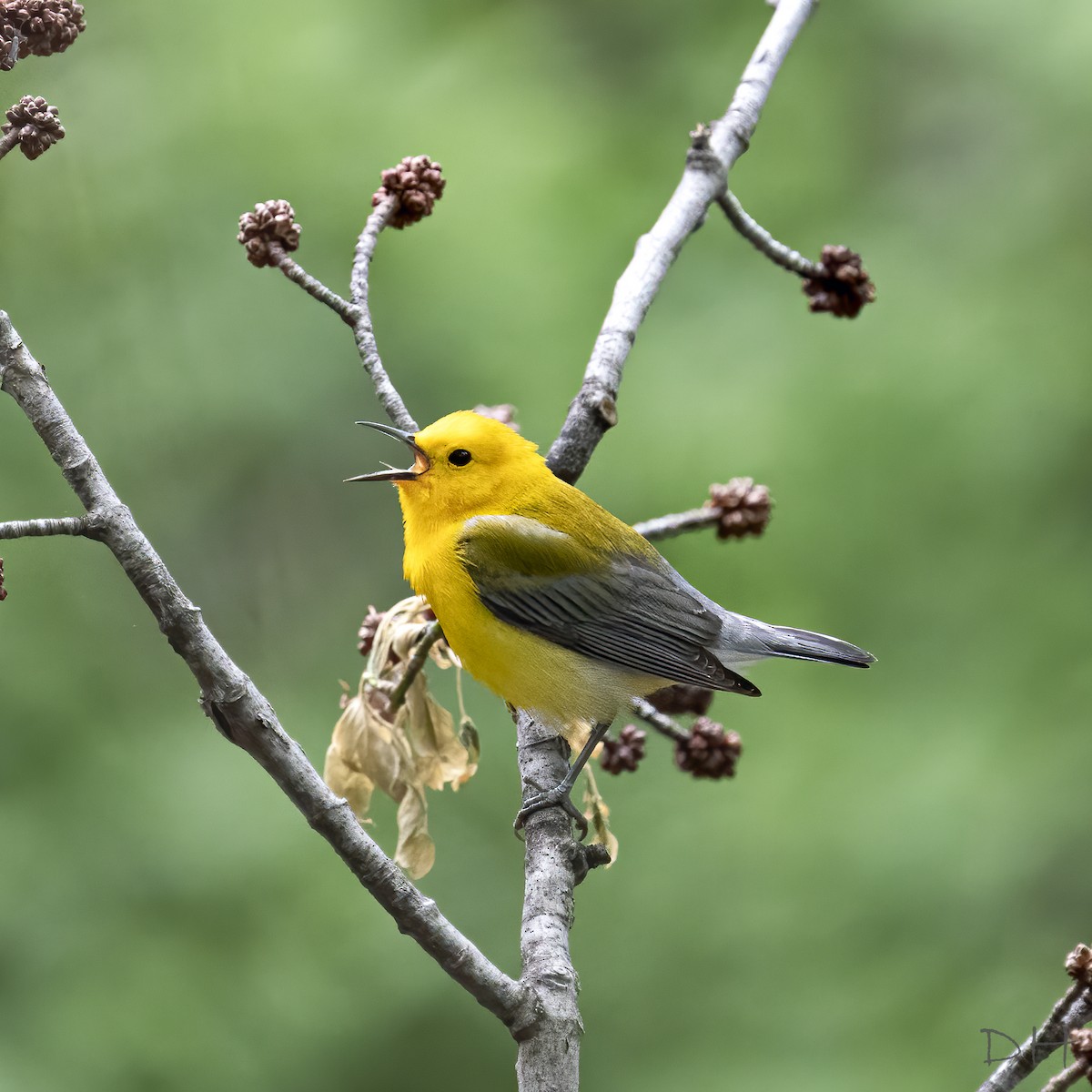 Prothonotary Warbler - ML237167701