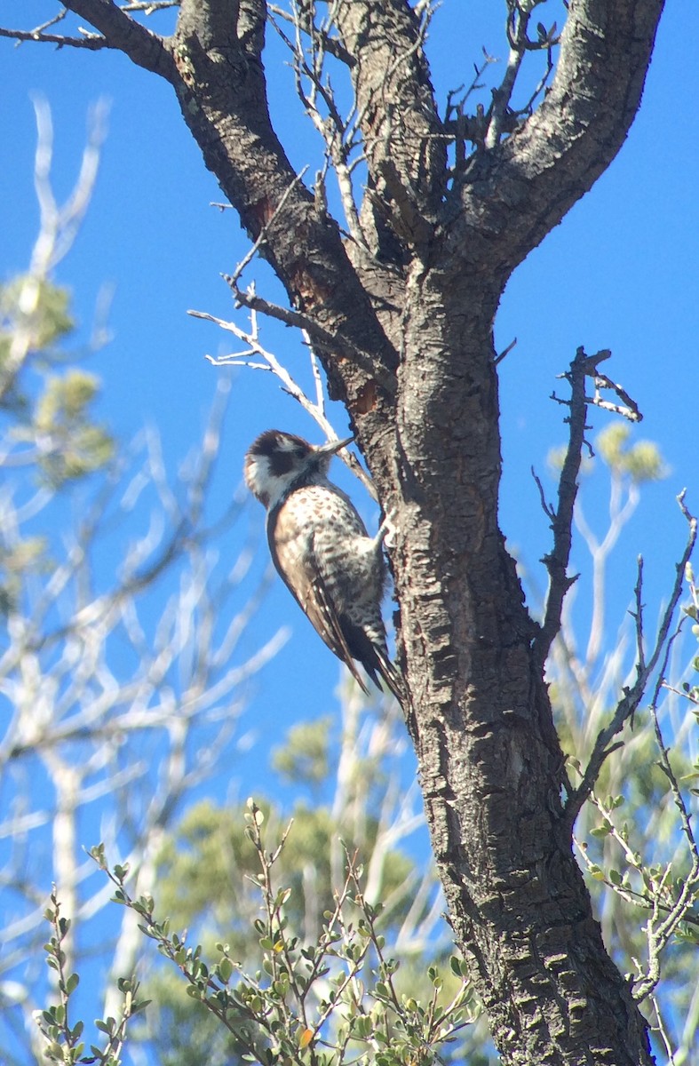 Arizona Woodpecker - Ken Blankenship