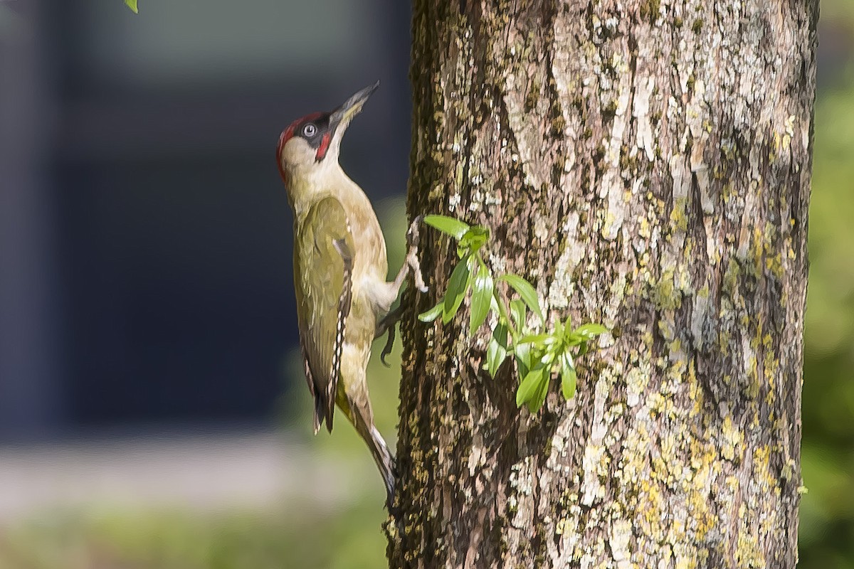 Eurasian Green Woodpecker - ML237168911