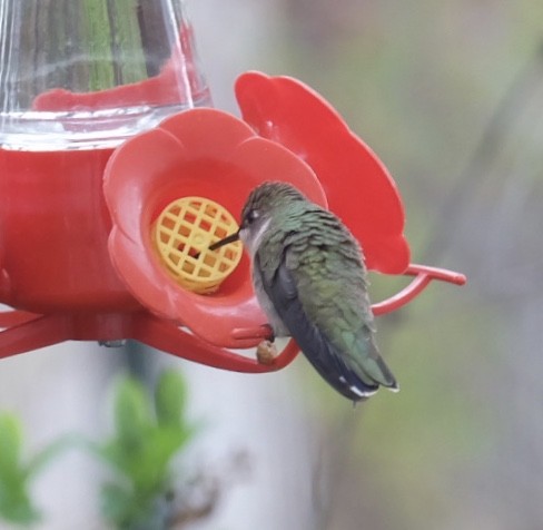 Calliope Hummingbird - ML237169961