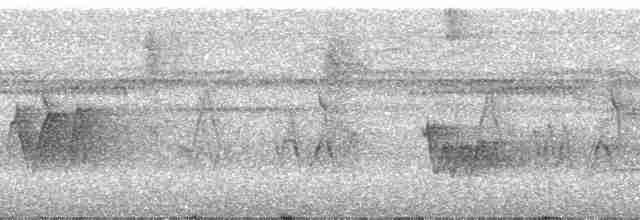 Weißbinden-Ameisenvogel - ML23717